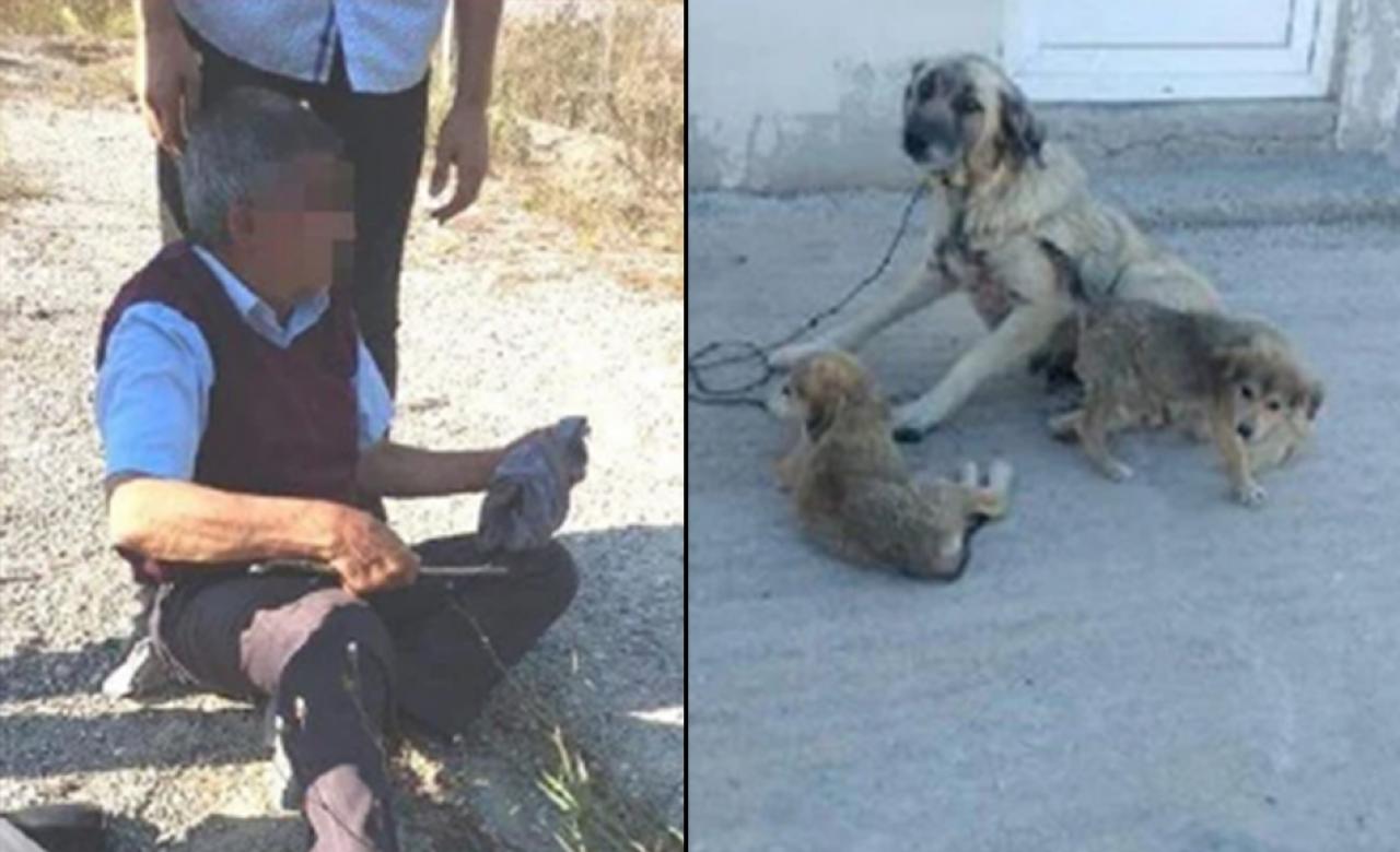 "Köpeğe cinsel saldırı" davasında karar