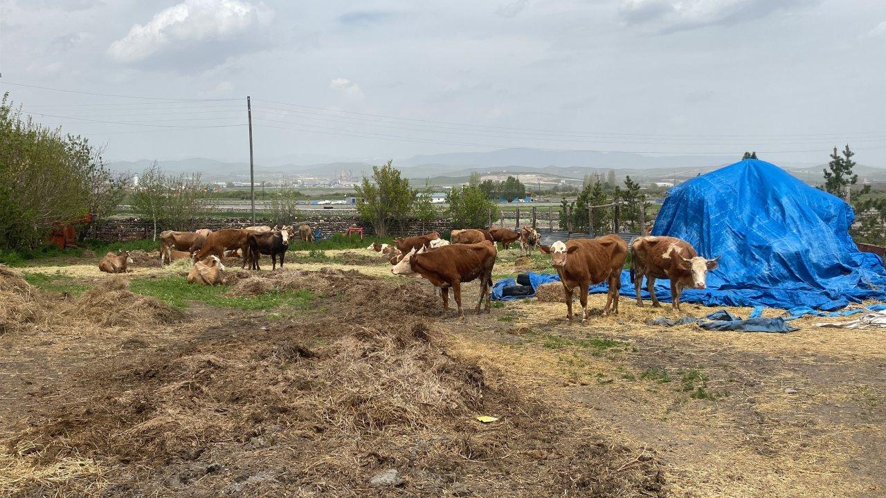 Köydeki buzağı ölümlerinin nedeni ortaya çıktı: Karantina işlemi başlatıldı