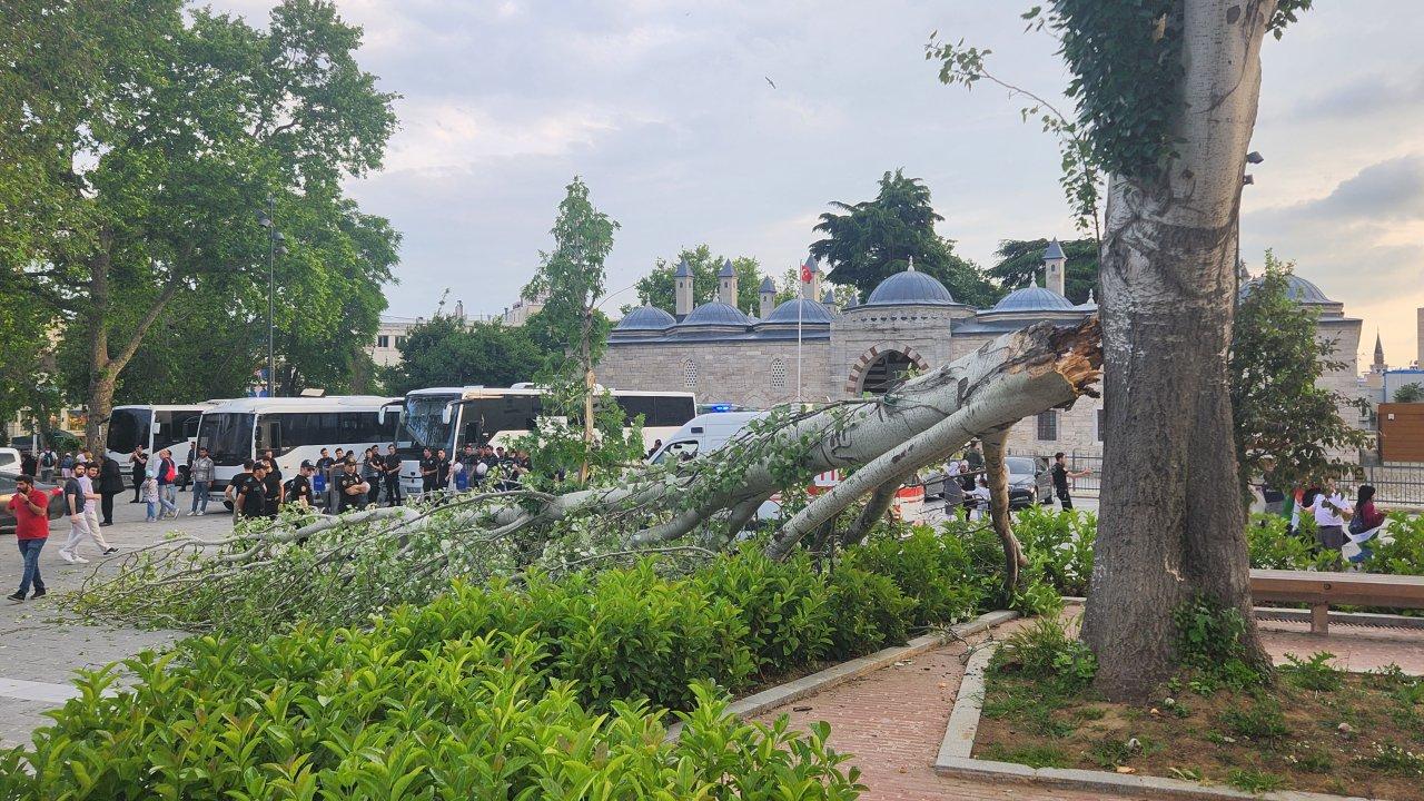 İstanbul'da turist rehberi ağacın altında kaldı