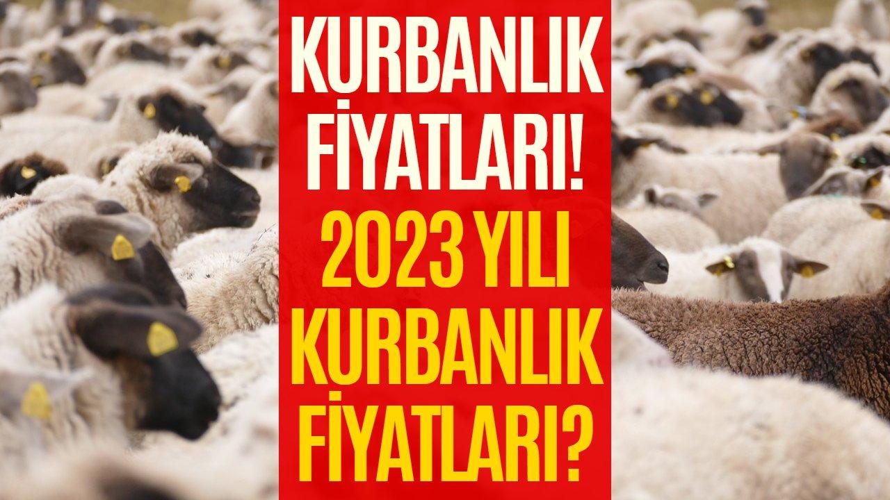 En ucuz kurbanlık nereden alınır? İşte en ucuz kurbanlık satan yerlerin tam listesi