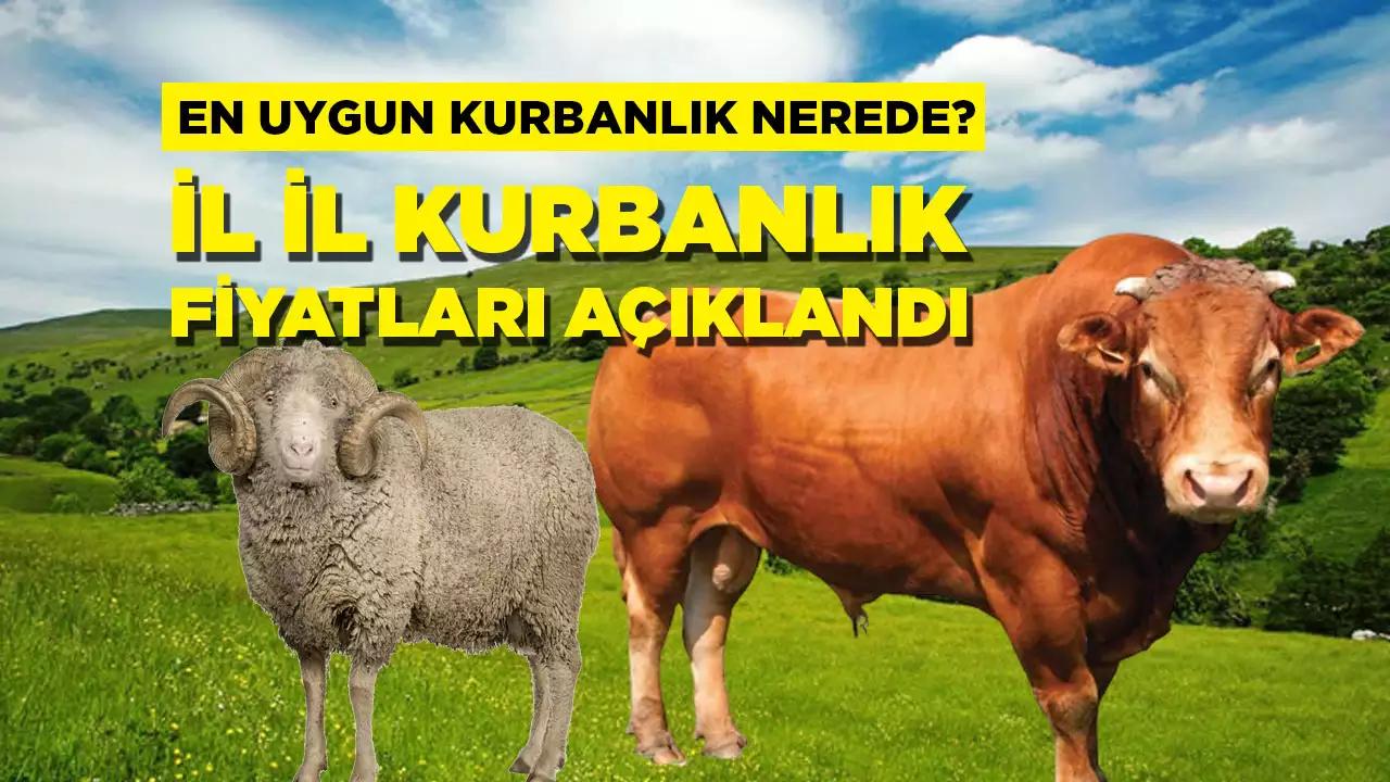 En ucuz kurbanlık fiyatları belli oldu! İşte 2023 yılı küçükbaş, büyükbaş, koyun, keçi, sığır kurbanlık fiyatları