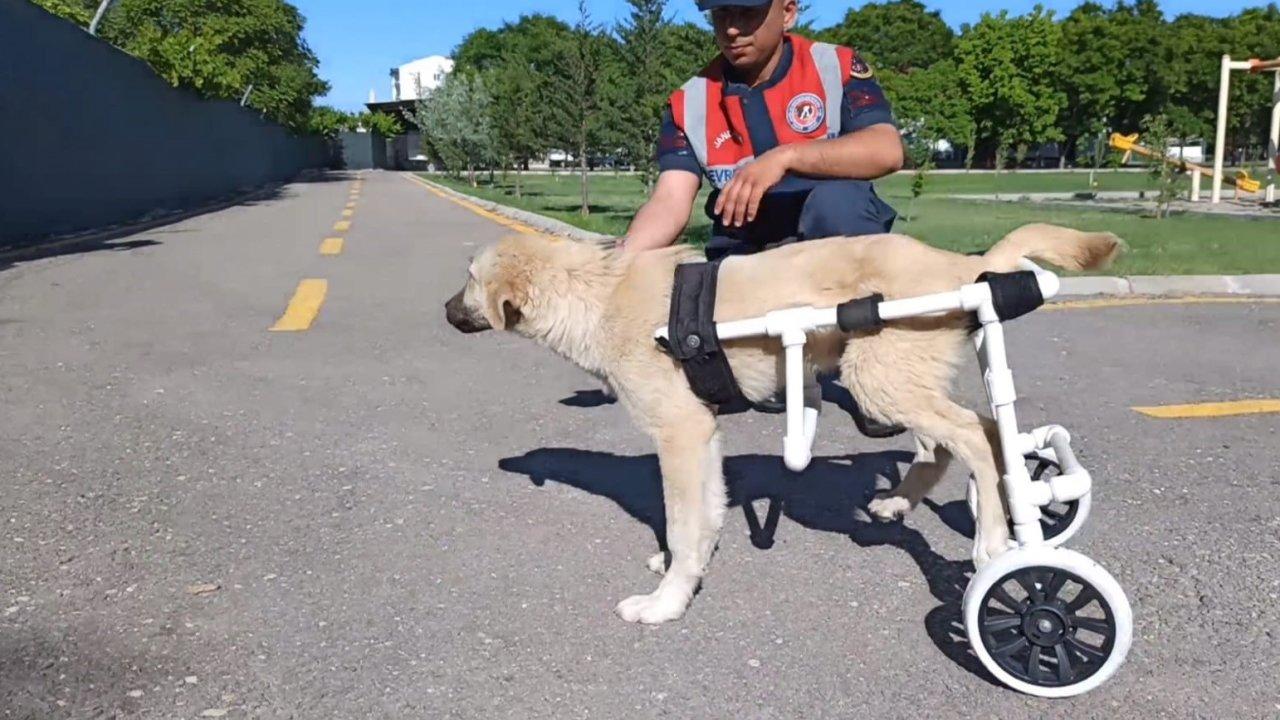 Jandarma, felçli köpeğe yürüteç yaptı