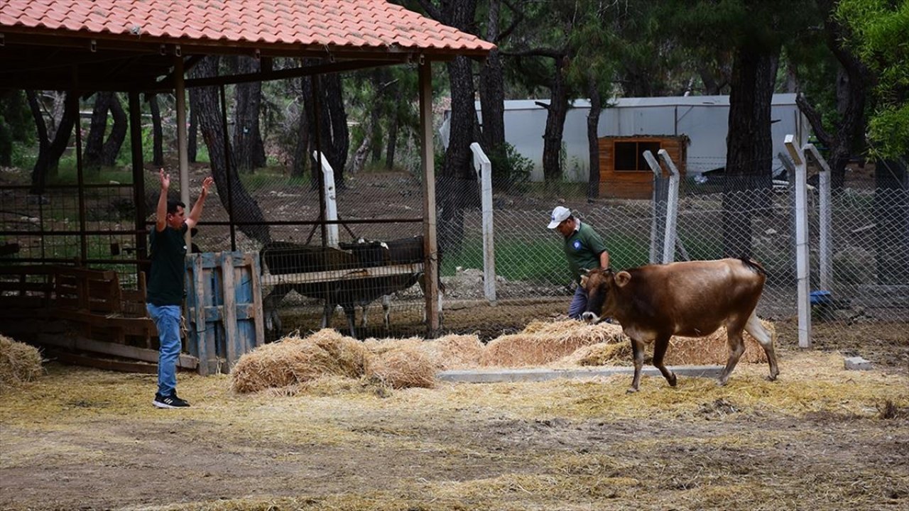 Kurbanlık kaçarsa sakın bunu yapmayın!