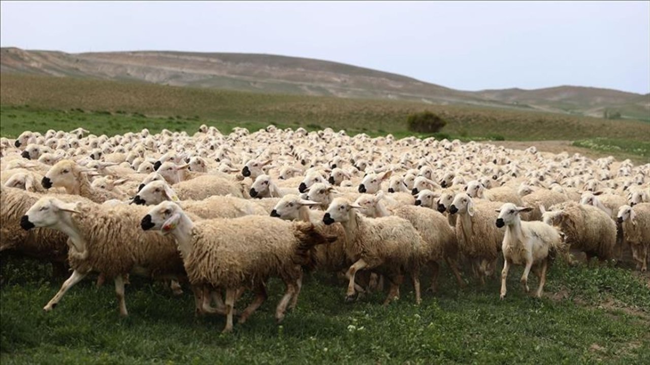 Bayramda ne kadar küçükbaş hayvan satıldığı açıklandı