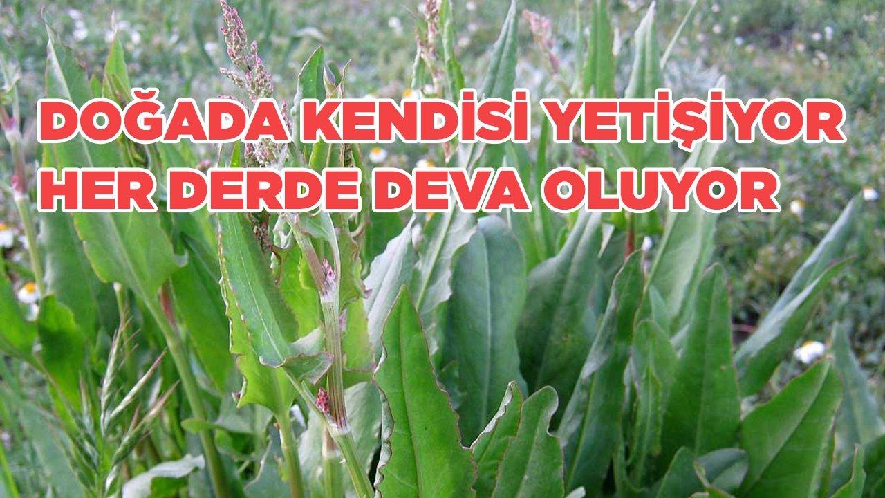 Doğada kendisi yetişiyor, her derde deva oluyor! Mutlaka listenize ekleyin…