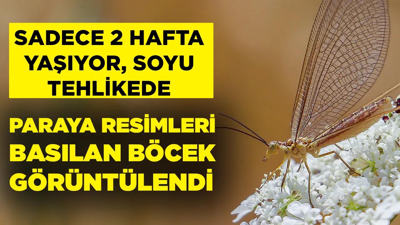 Sadece 2 hafta yaşıyor! Nesli tehlike altında olan böcek o ilde görüntülendi