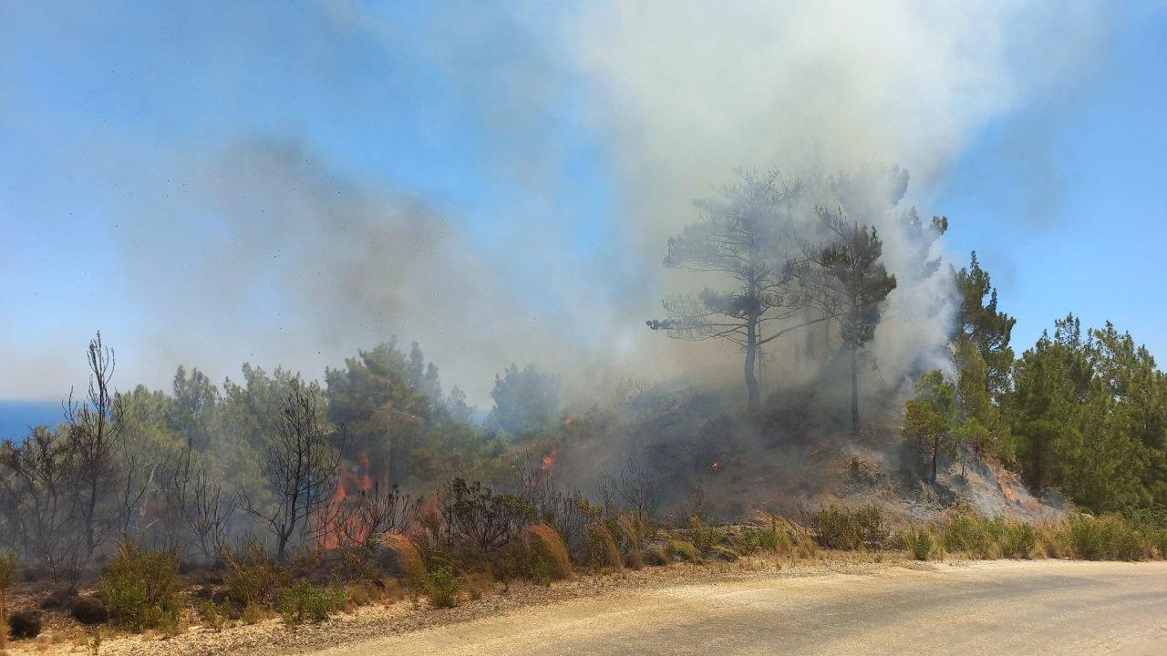 Hatay’da orman yangını