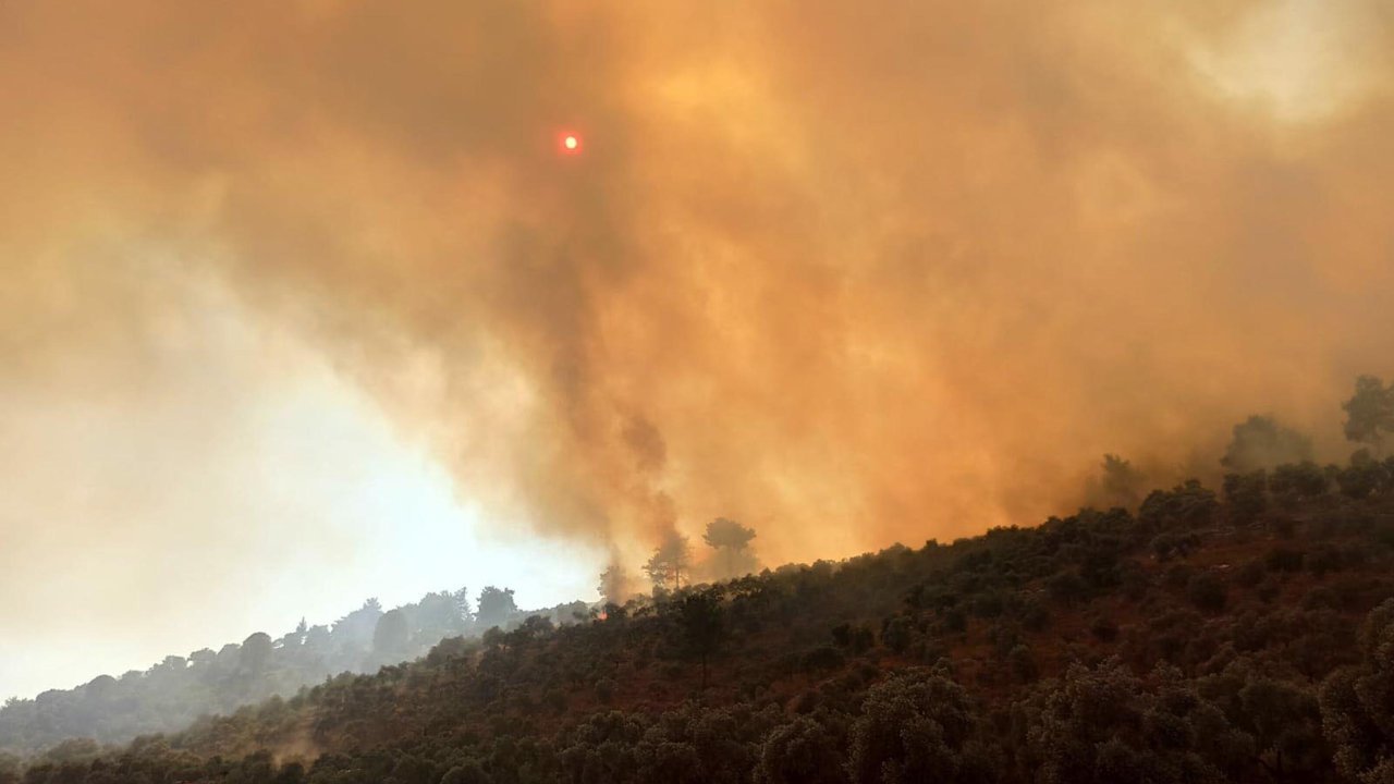 Milas'ta 160 hektar alan küle dönmüştü: Nedeni belli oldu