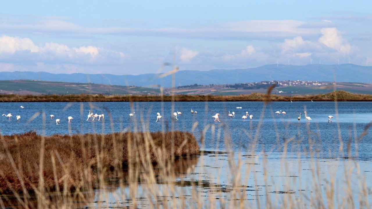 Kırmızı listede bulunuyor: 6'sının sayısı daha da azaldı