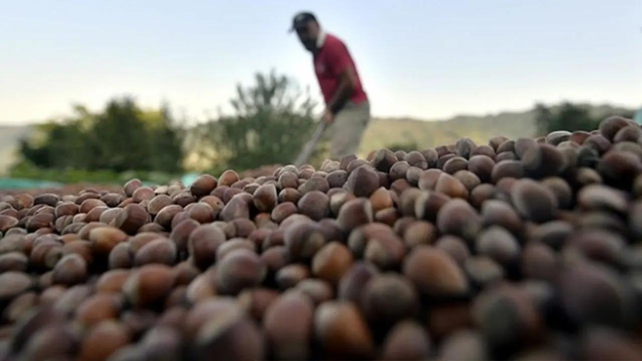 Fındık üreticileri dikkat! Kalitede bozukluğa sebep olabilir