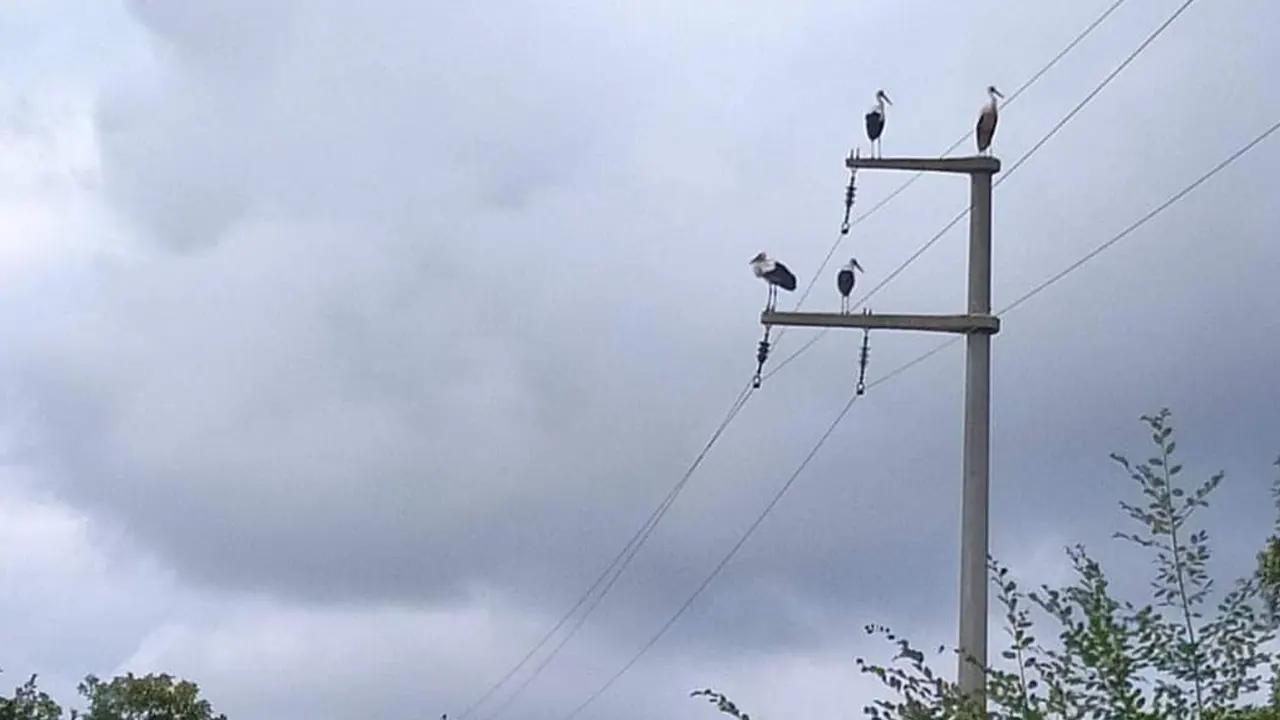 Göç eden leylekler için  elektrikler kesildi