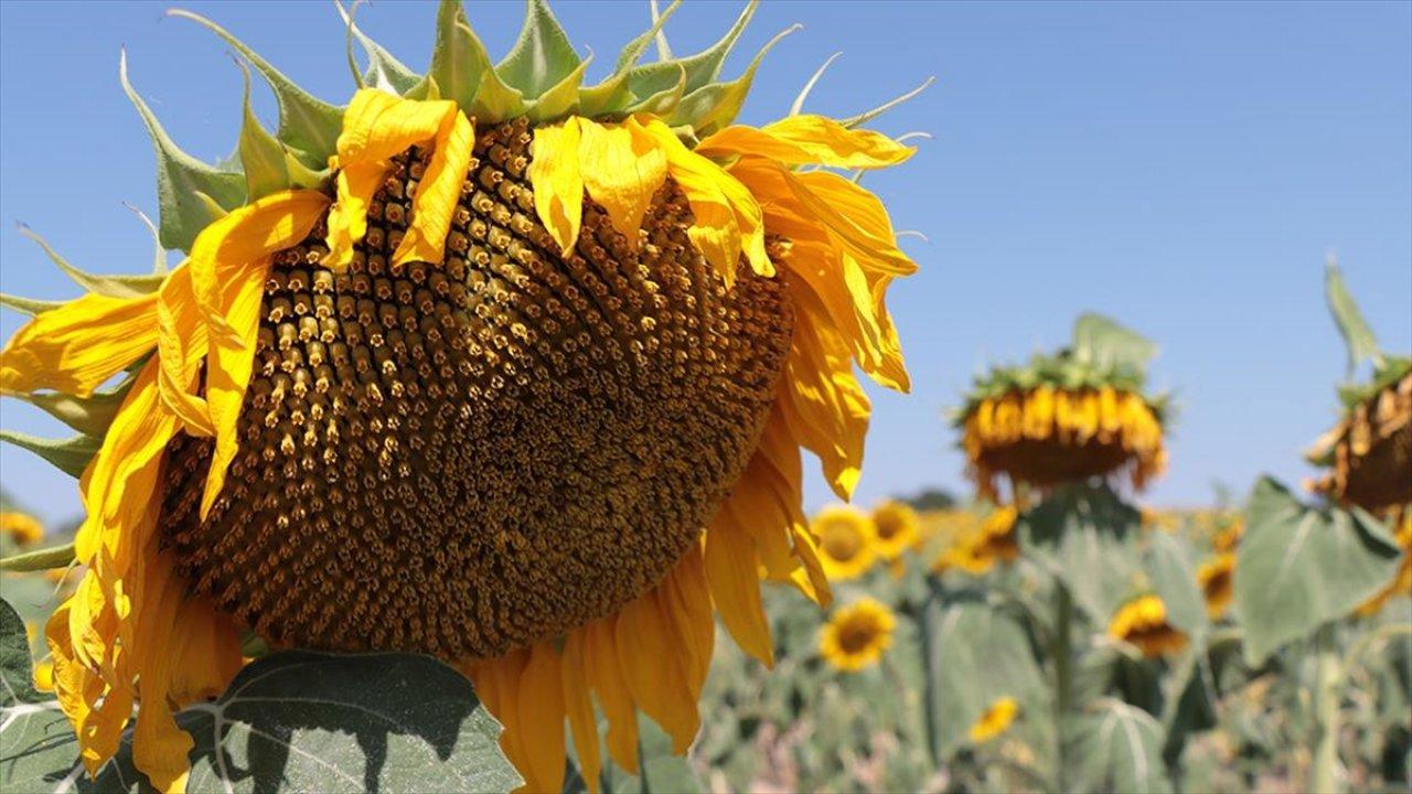 Türkiye'deki ayçiçeğinin yüzde 10'u Kırklareli'nden