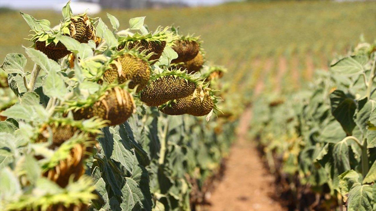 Trakya'da ayçiçeği kuraklıktan küçük kaldı, verim ve kalite düştü