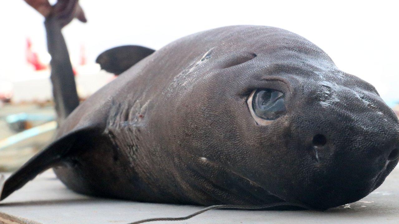 'Ninja Lanternshark' türü köpek balığı yakalandı: 'Daha önce hiç görmedim'