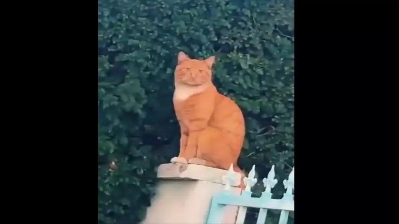 Heykeli taklit eden kedi sosyal medyada viral oldu