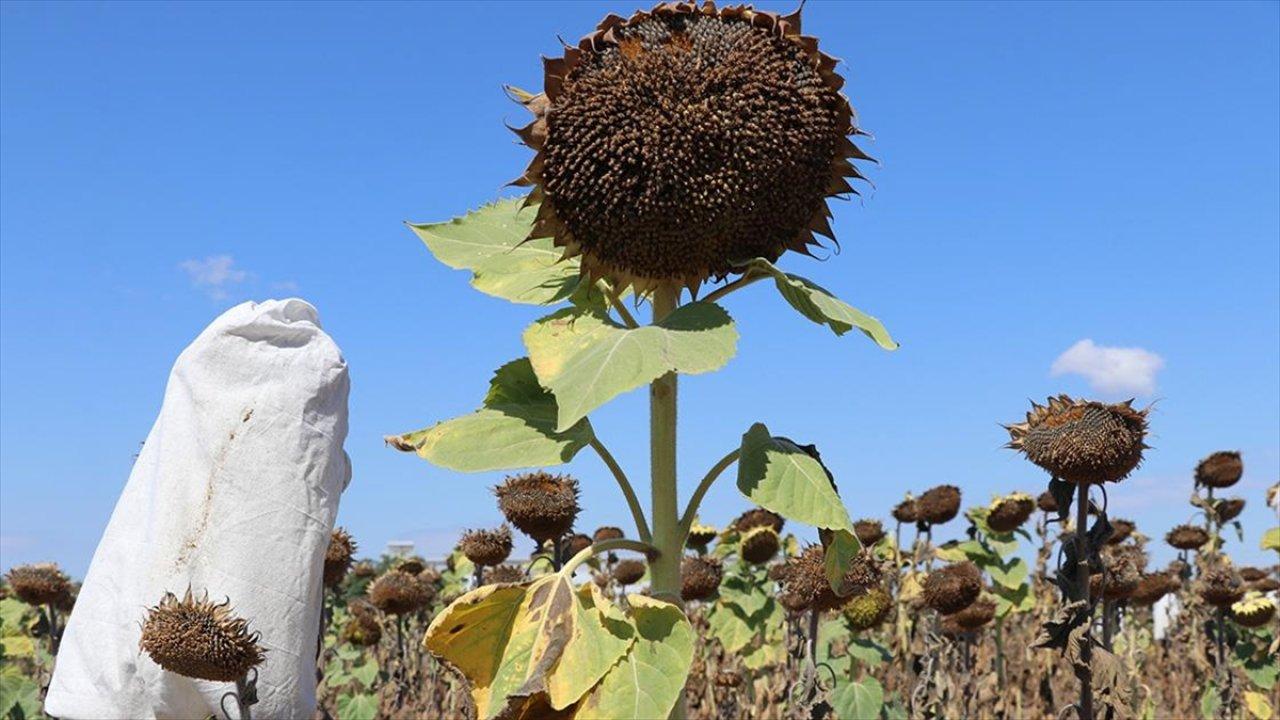 Yeni ayçiçekleri hastalıklardan daha az etkileniyor