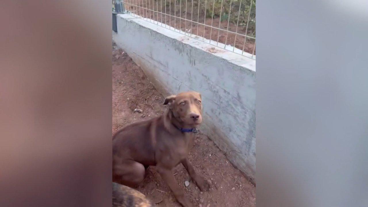 Sokak köpeğinin başına talih kuşu kondu: Ünlü solist sahiplendi