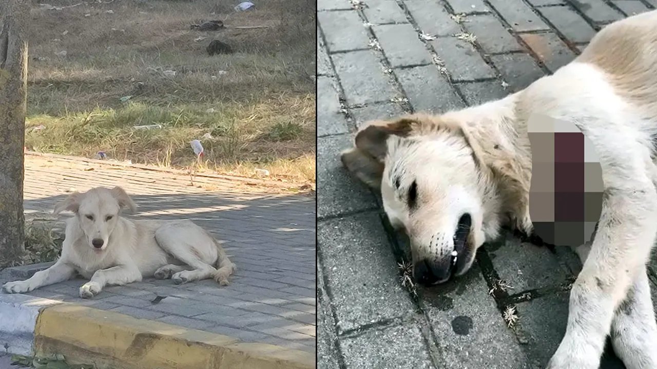 Vahşet! Sokak hayvanları kesici aletle öldürüldü: 'İnsanın yapamayacağı bir görsel'