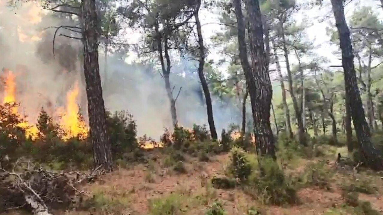 Çanakkale'de orman yangını: Havadan ve karadan müdahale ediliyor