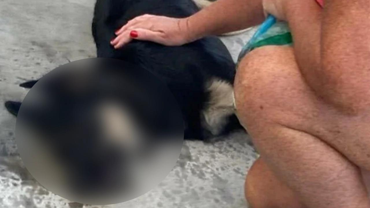 Vahşet! 3 köpek zehirlenerek öldürüldü