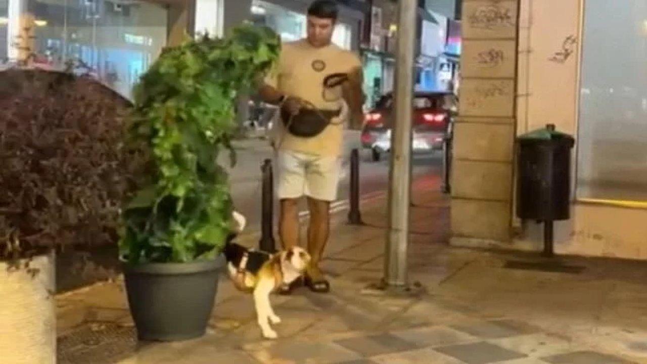 Ağaç kılığına girip köpeği korkutunca olanlar oldu