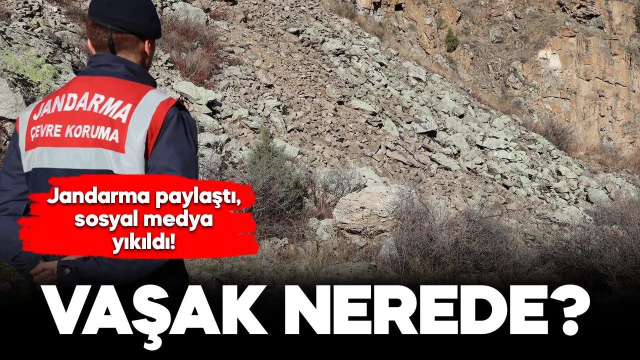 Jandarma paylaştı, sosyal medya yıkıldı: Vaşak nerede?