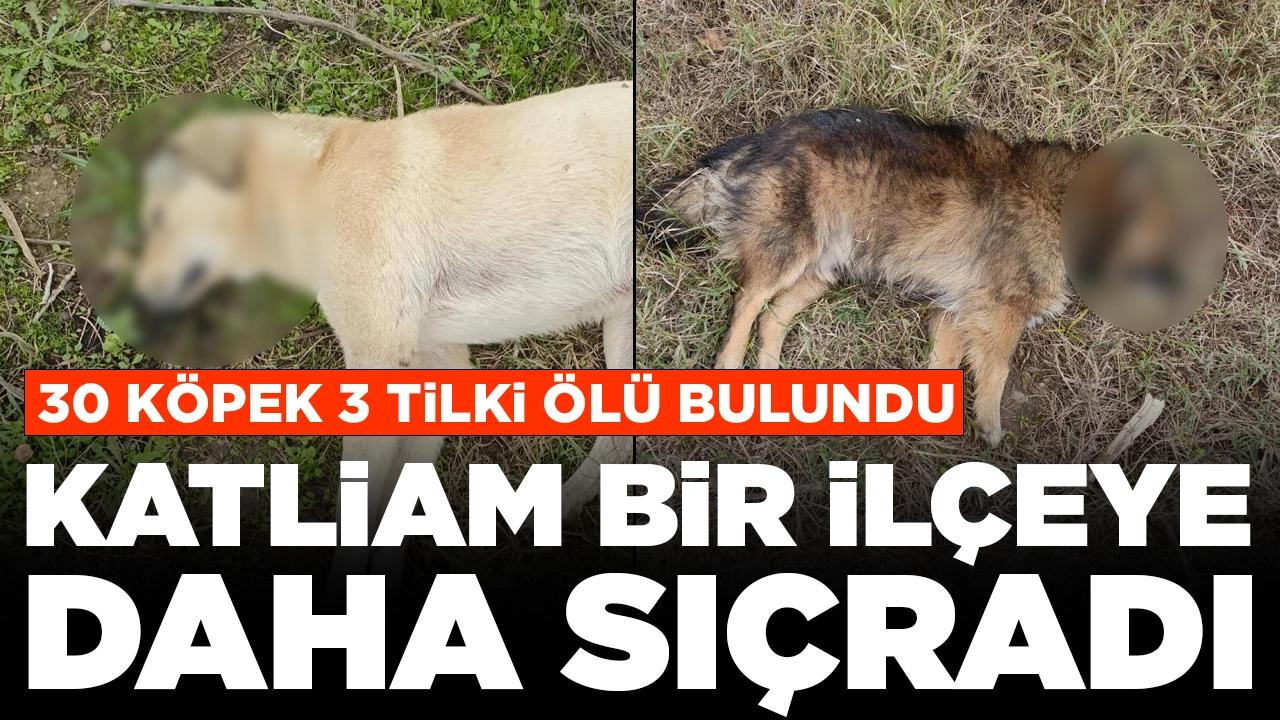 Katliam bir ilçeye daha sıçradı: 30 köpek 3 tilki ölü bulundu