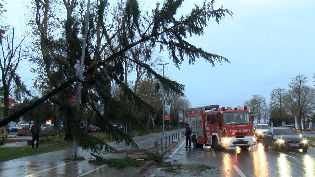 Şiddetli rüzgar ağacı devirdi, trafik yoğunluğu oluştu