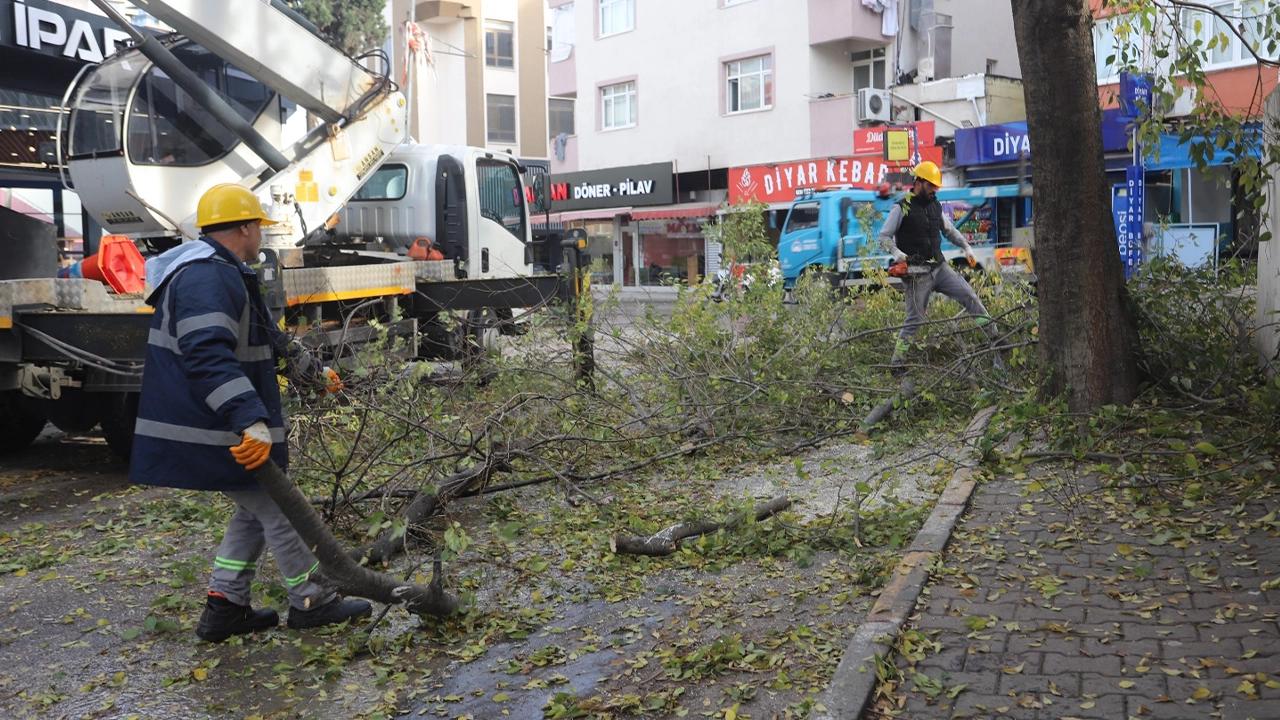 Kartal'da ağaç budama çalışması