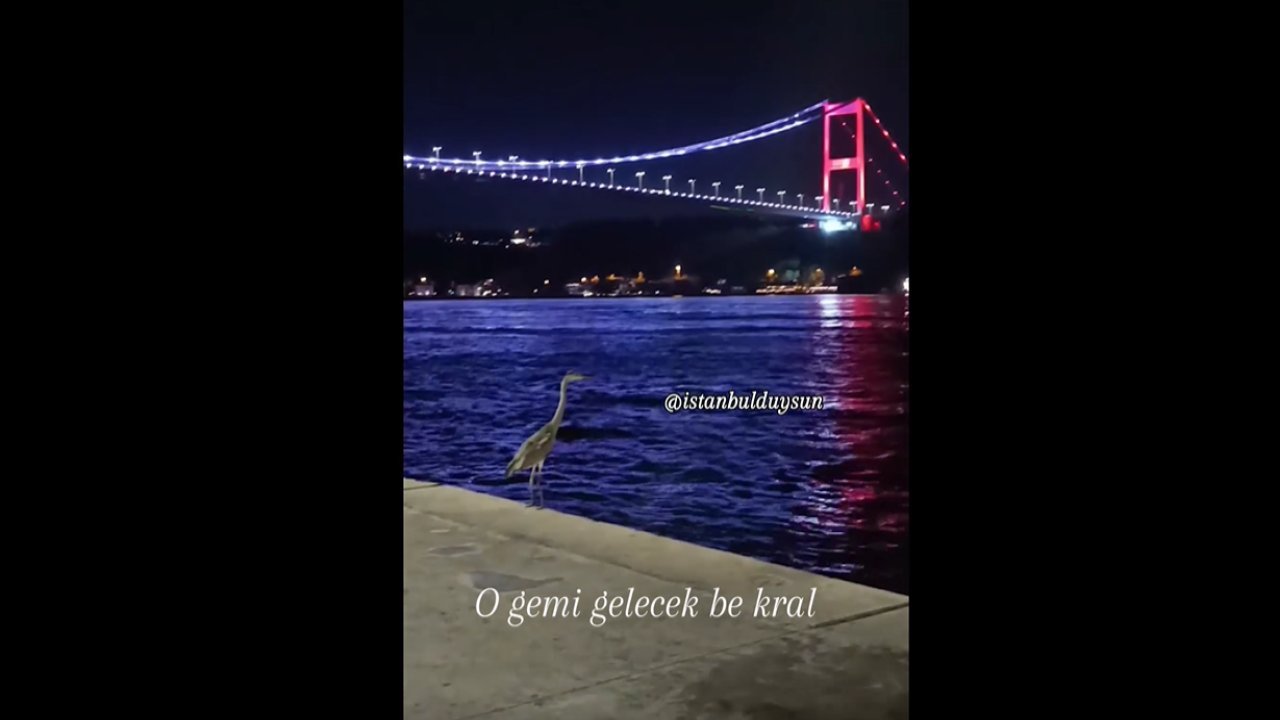 Bir martı daha Boğaz’ı seyrederken görüntülendi!