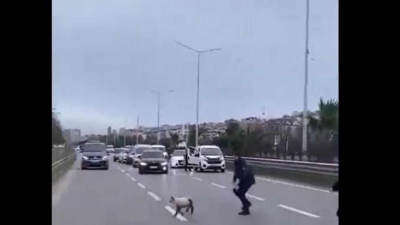 Yola atlayan minik kuzu trafiği karıştırdı!