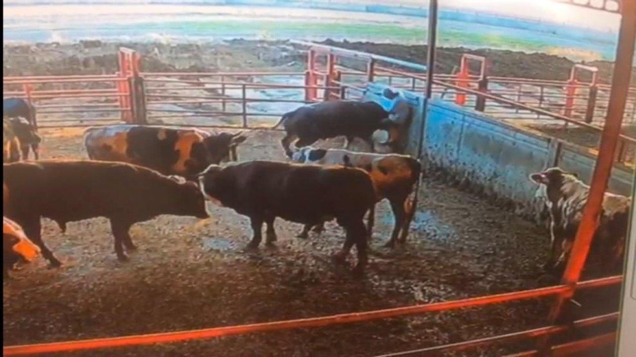 Besici bir anda boğanın saldırısına uğradı, neye uğradığını şaşırdı