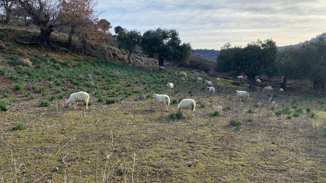 Sokak köpekleri, ağıldaki 11 küçükbaşı öldürdü