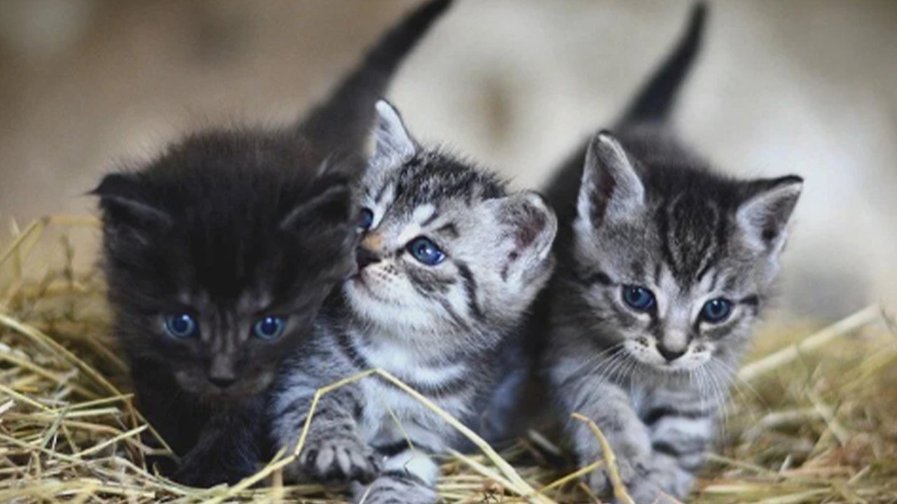 Bir kedi vahşeti daha: Yavru kediyi duvara fırlatarak öldürdü