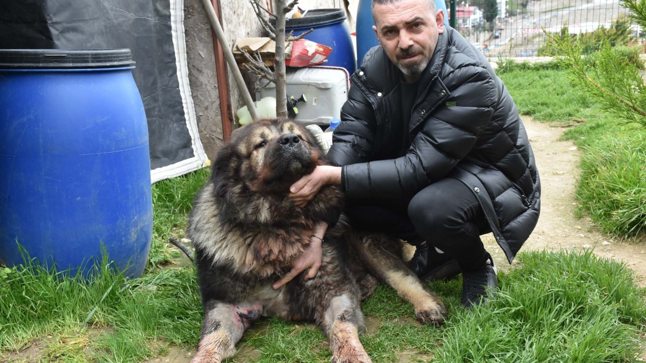 Yakalamak istediği köpeği pompalı tüfekle vurdu