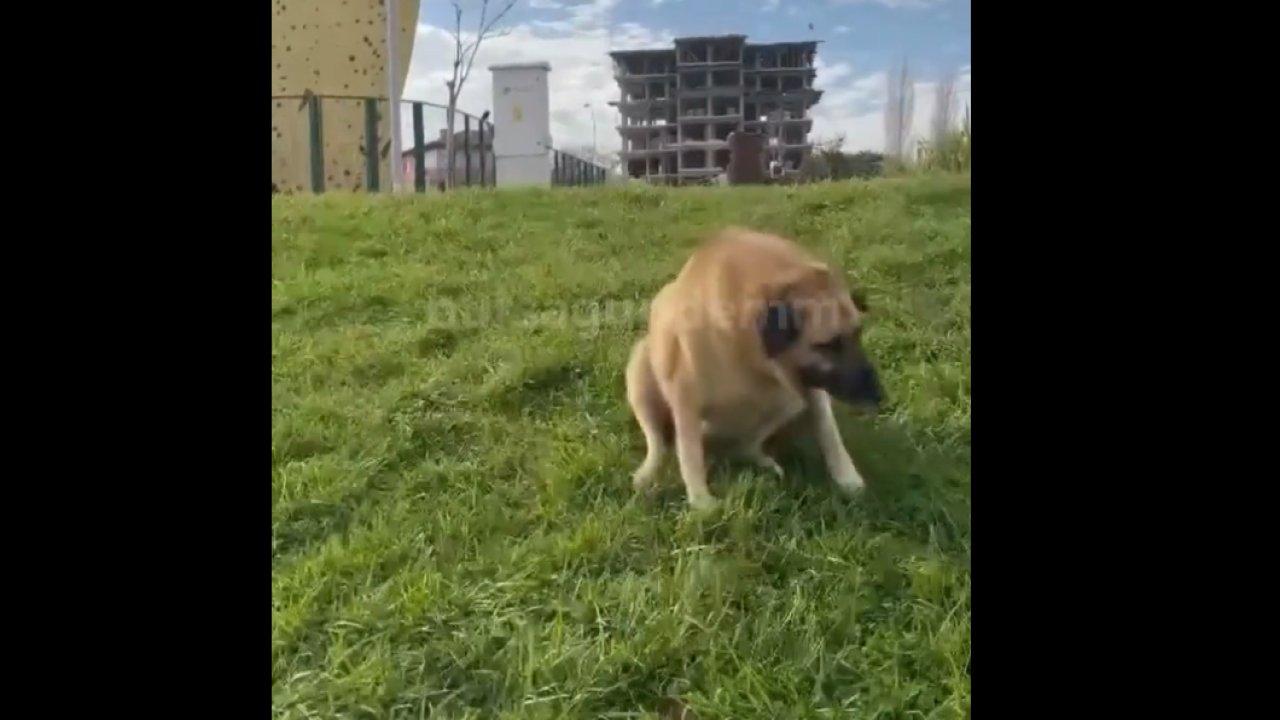 Engelli taklidi yapan köpek, “Zabıta geliyor” lafını duyunca ayaklandı!