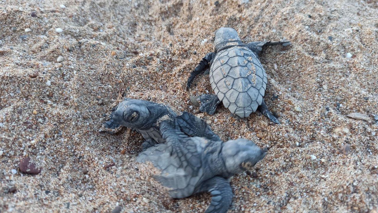 Caretta carettalar için gönüllü aranıyor