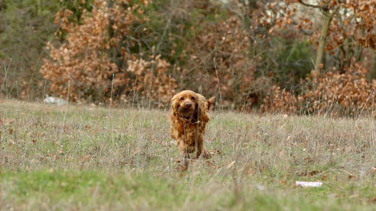 Trüf mantarı özel eğitimli köpeklerle toplanıyor