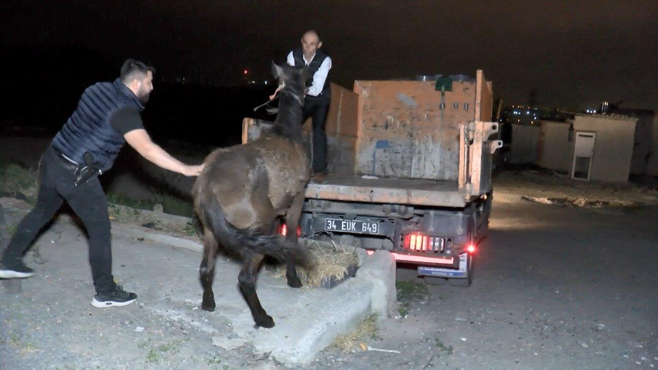 Gecekonduda at kesenleri suç üstü yakaladılar