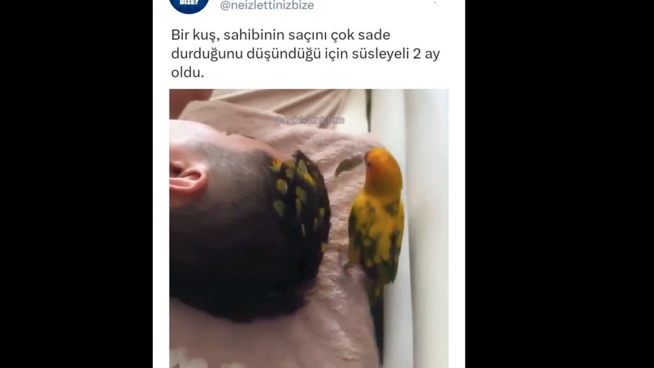 Sevimli muhabbet kuşu sahibinin saçını süslüyor...