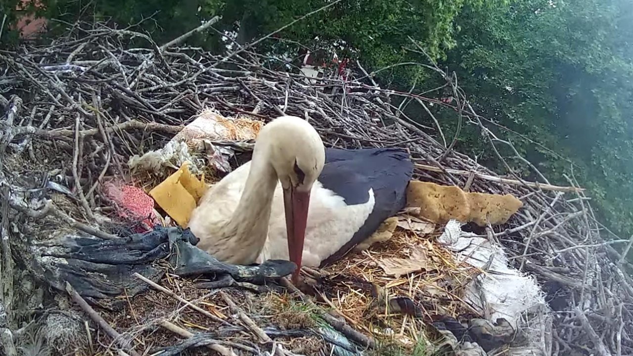 Mahallenin maskotu olan leylek, 24 saat kamerayla izlenecek