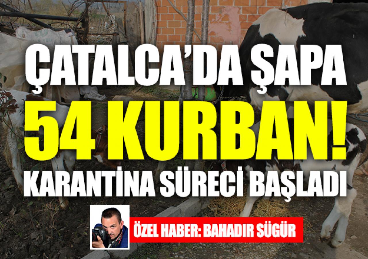 Çatalca'da şapa 54 kurban!