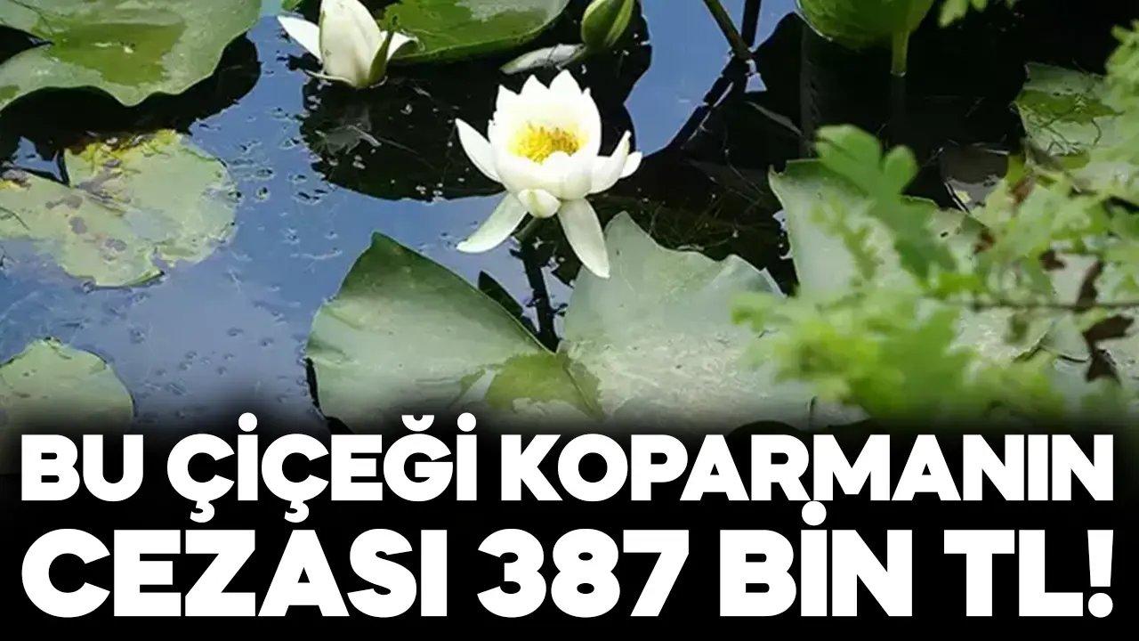 Bu çiçeği koparmanın cezası 387 bin 141 TL!