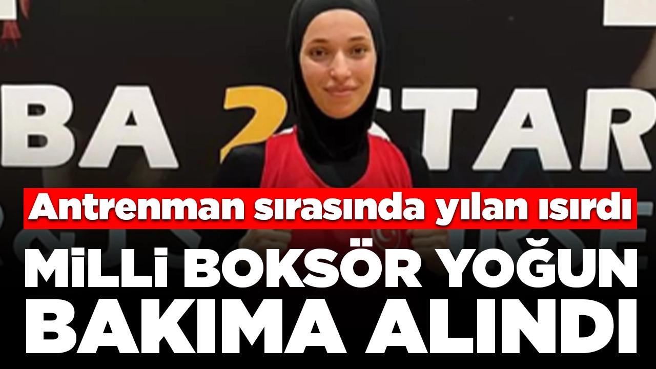 Antrenman sırasında yılan ısırdı: Milli boksör yoğun bakıma alındı