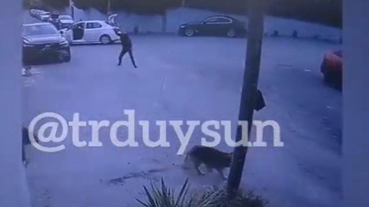 Köpeklere çekiçle saldırıp, kulübelerini yıktı!