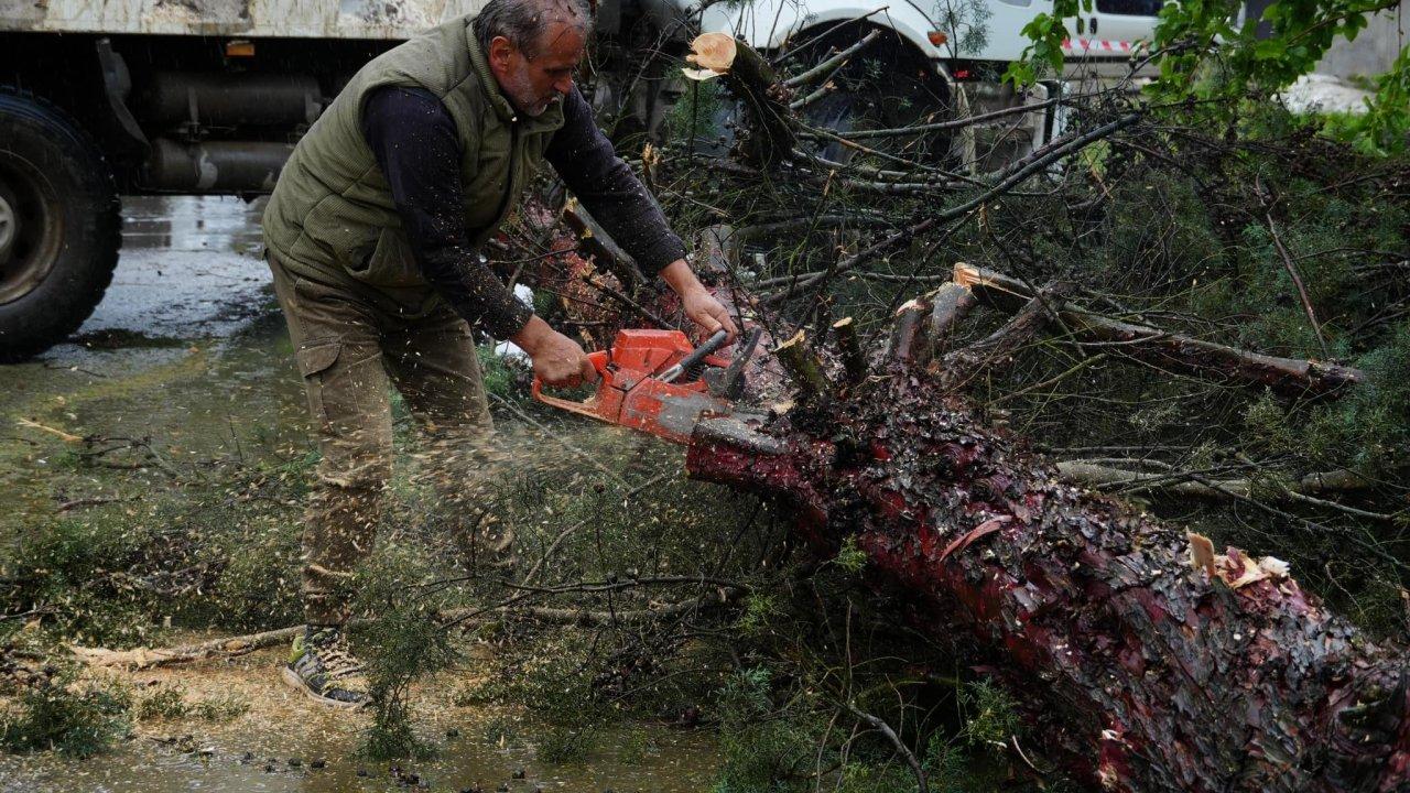 Düzce'de kuvvetli rüzgar ve sağanak: Ağaçlar devrildi, araçlar hasar gördü