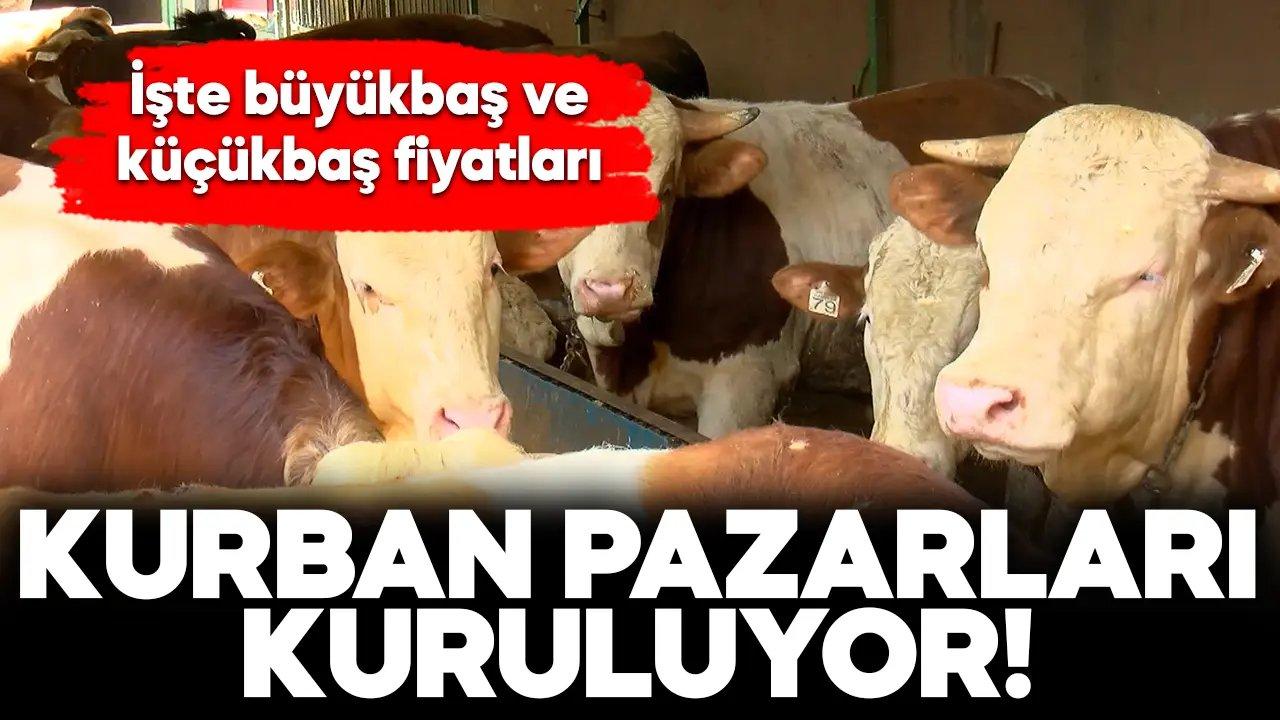 Kurban pazarları kuruluyor! İşte İstanbul'da büyükbaş ve küçükbaş fiyatları...