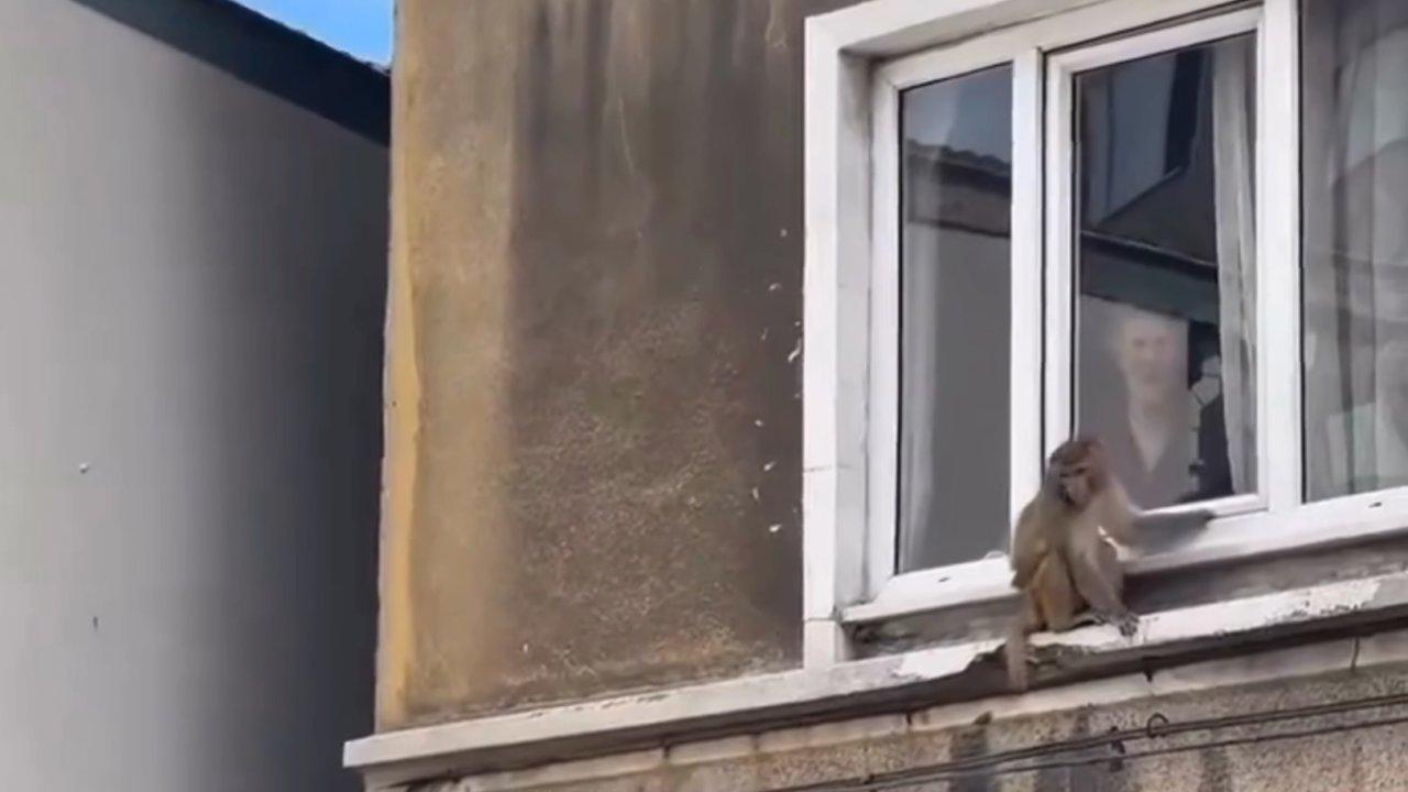 Balat'ın simgesi haline dönüşen maymun Momo yeniden firar etti