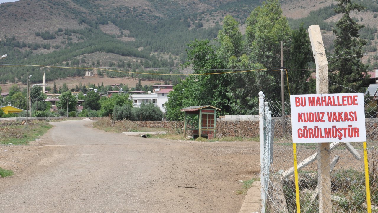 Bir kişiyi ısıran köpek kuduz çıktı: Mahalle karantinaya alındı