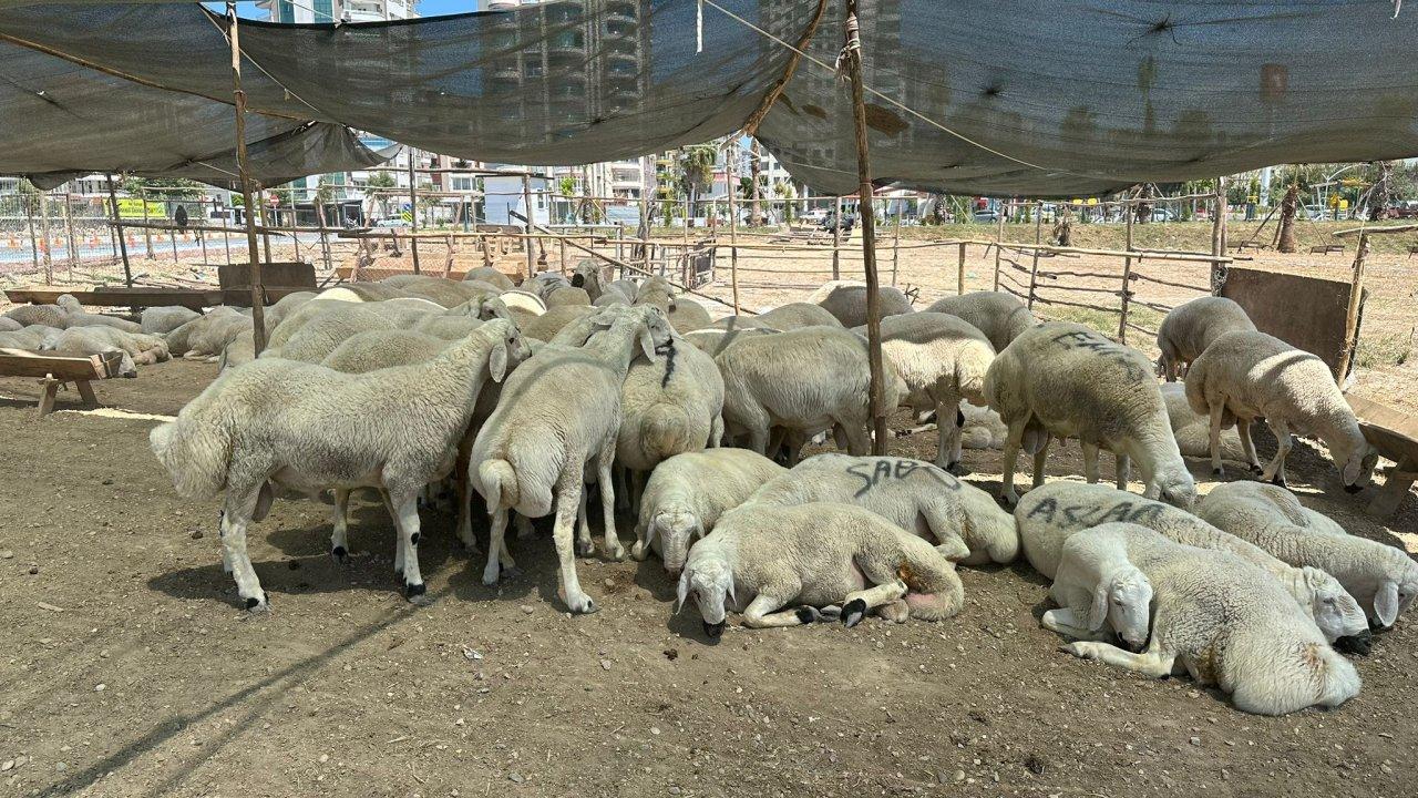 Kurban kesiminde yasaklara uymayanlara para cezası